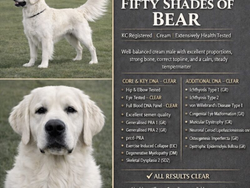 Fully DNA clear ict 1&2 clear kc stud!!