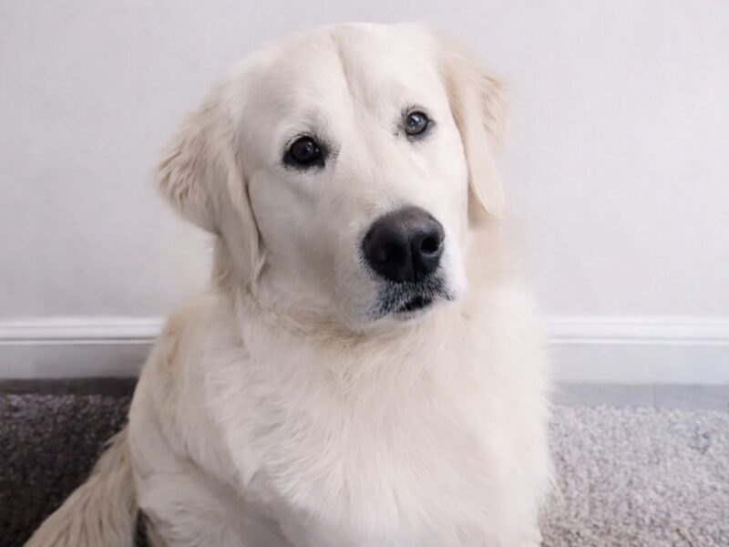 Fully DNA clear ict 1&2 clear kc stud!!