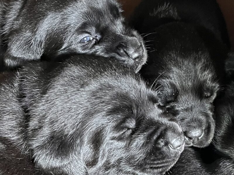 Dexter - proven stud dog