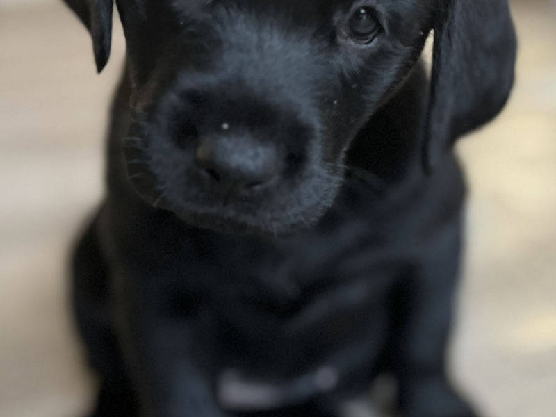 Dexter - proven stud dog