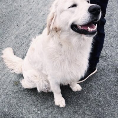 Fully DNA clear ict 1&2 clear kc stud!!