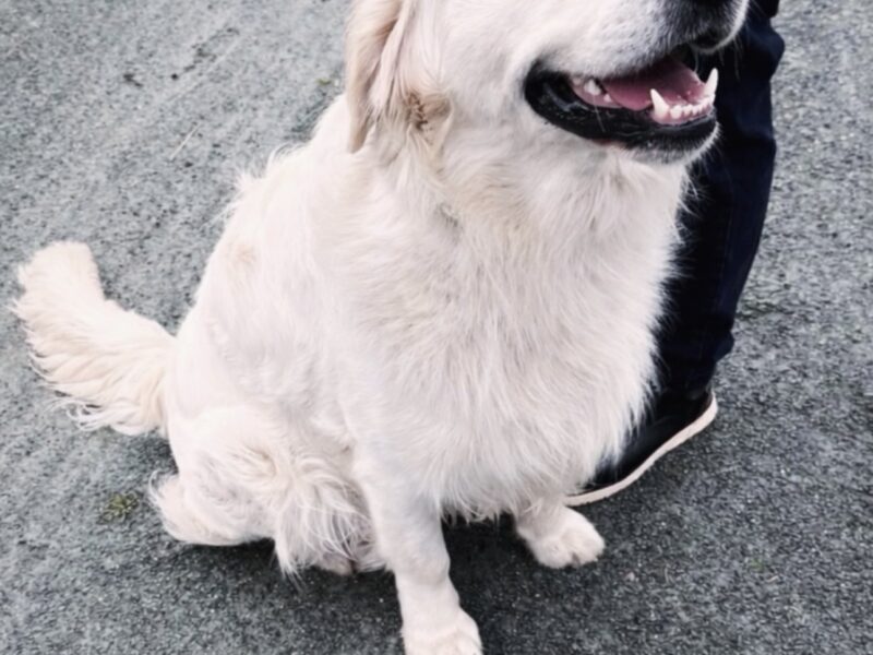 Fully DNA clear ict 1&2 clear kc stud!!