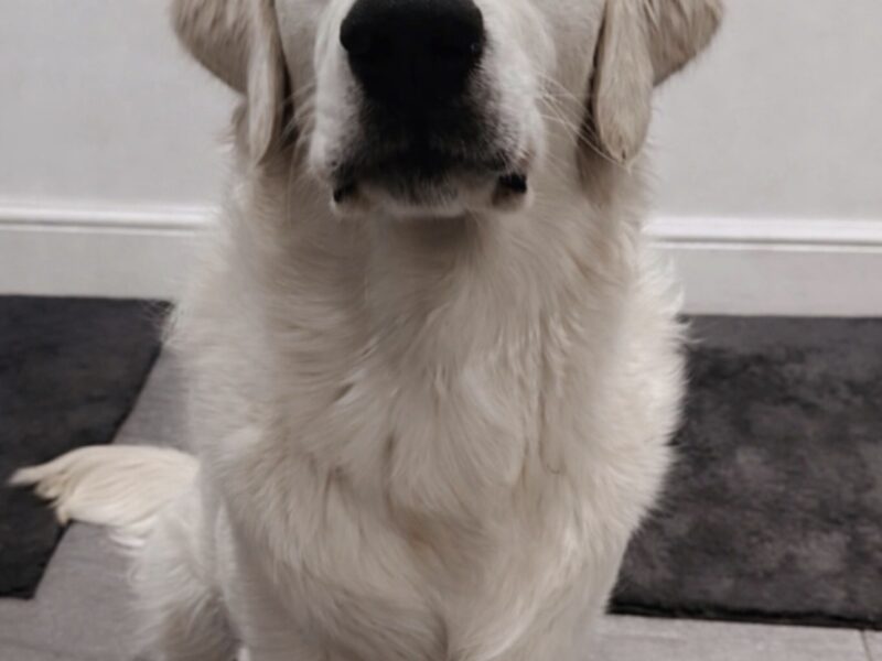 Fully DNA clear ict 1&2 clear kc stud!!