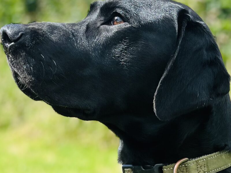 Dexter - proven stud dog