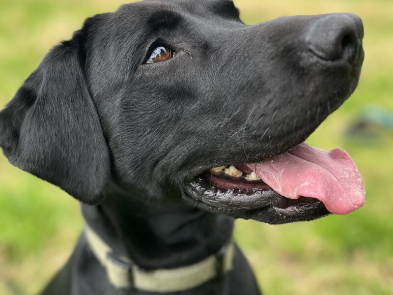 Dexter - proven stud dog