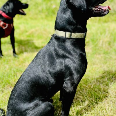 Dexter - proven stud dog