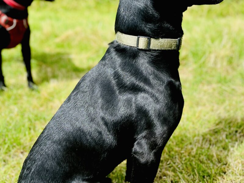 Dexter - proven stud dog