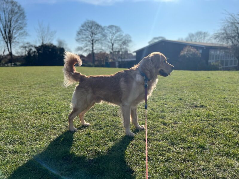 Proven KC registered Golden Retriever Stud