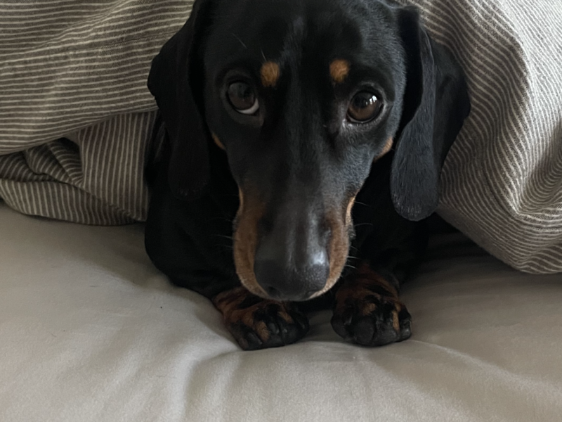 KC registered. PRA and IVDD clear Miniature Dachshund short haired Black and Tan
