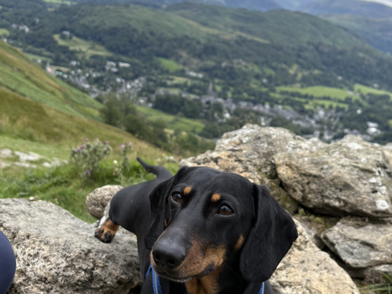 KC registered. PRA and IVDD clear Miniature Dachshund short haired Black and Tan