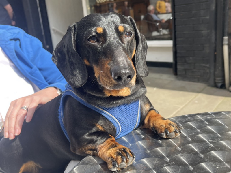 KC registered. PRA and IVDD clear Miniature Dachshund short haired Black and Tan