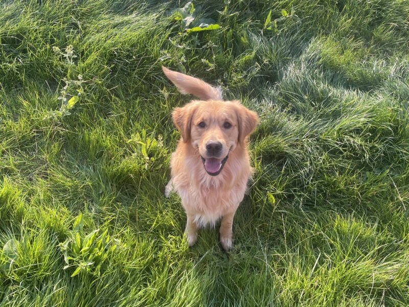 Proven KC registered Golden Retriever Stud
