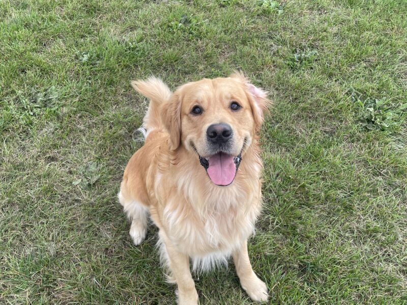 Proven KC registered Golden Retriever Stud