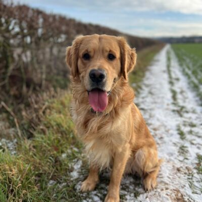 Proven KC registered Golden Retriever Stud