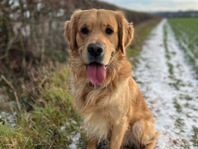 Proven KC registered Golden Retriever Stud