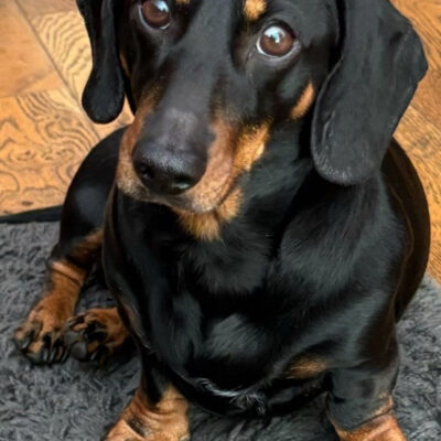 KC registered. PRA and IVDD clear Miniature Dachshund short haired Black and Tan