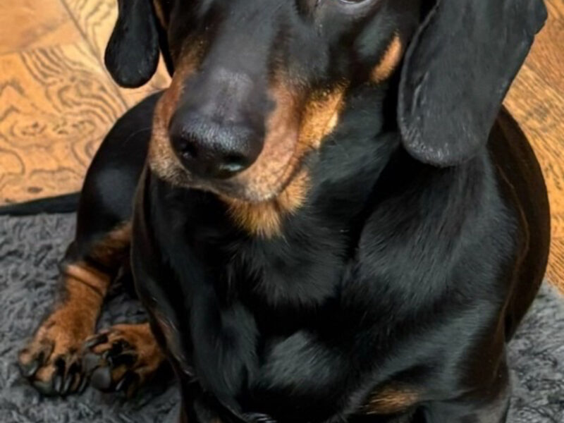 KC registered. PRA and IVDD clear Miniature Dachshund short haired Black and Tan