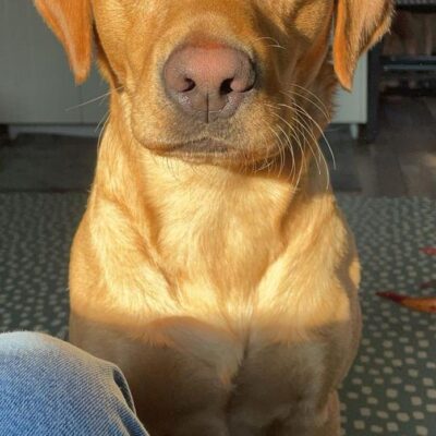 Looking for a red head