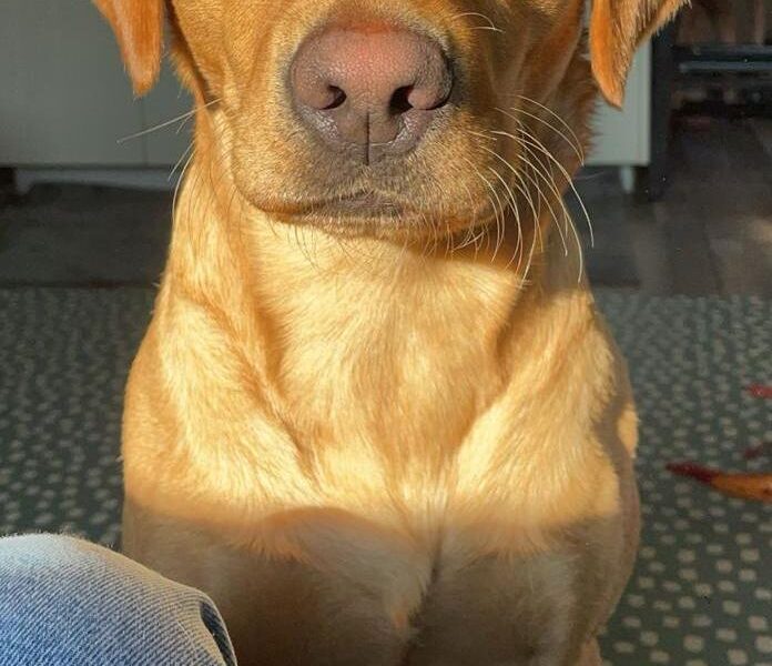 Looking for a red head