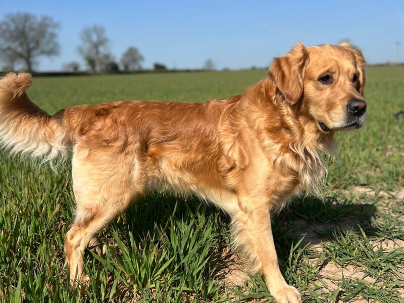 Proven KC registered Golden Retriever Stud