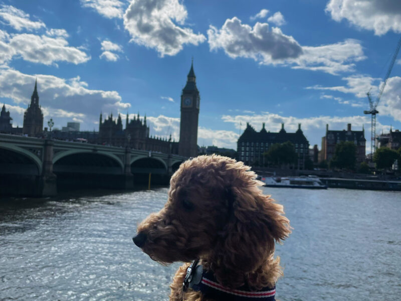 KC Registered Toy Poodle Stud – Red/Apricot – “Prize King” (Alfie)