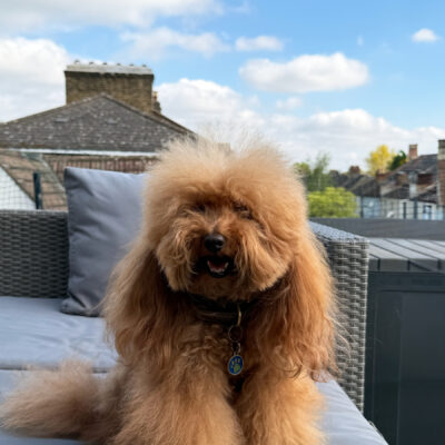 KC Registered Toy Poodle Stud – Red/Apricot – “Prize King” (Alfie)