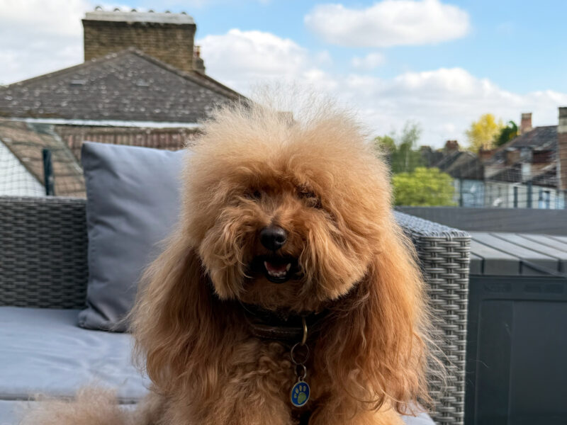 KC Registered Toy Poodle Stud – Red/Apricot – “Prize King” (Alfie)