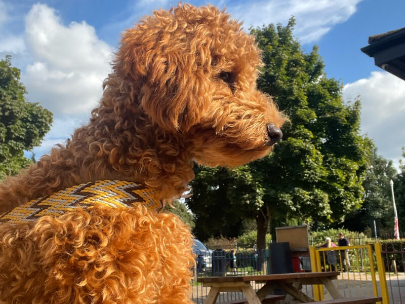 KC Registered Toy Poodle Stud – Red/Apricot – “Prize King” (Alfie)