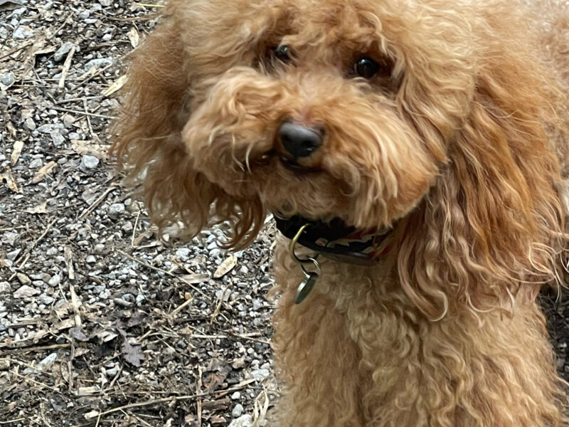 KC Registered Toy Poodle Stud – Red/Apricot – “Prize King” (Alfie)