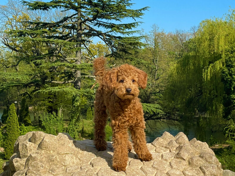 KC Registered Toy Poodle Stud – Red/Apricot – “Prize King” (Alfie)
