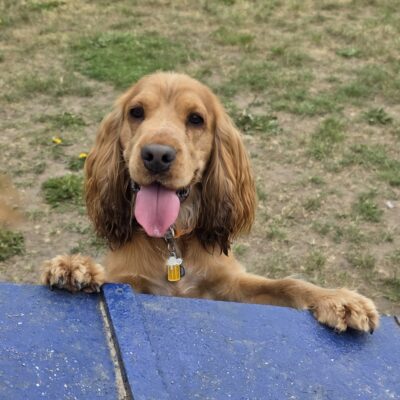 Stunning cocker spaniel stud
