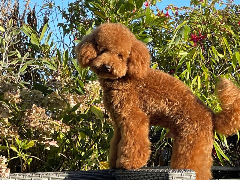 KC Registered Toy Poodle Stud – Red/Apricot – “Prize King” (Alfie)