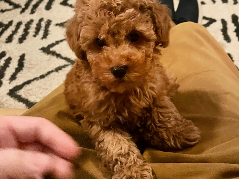 KC Registered Toy Poodle Stud – Red/Apricot – “Prize King” (Alfie)