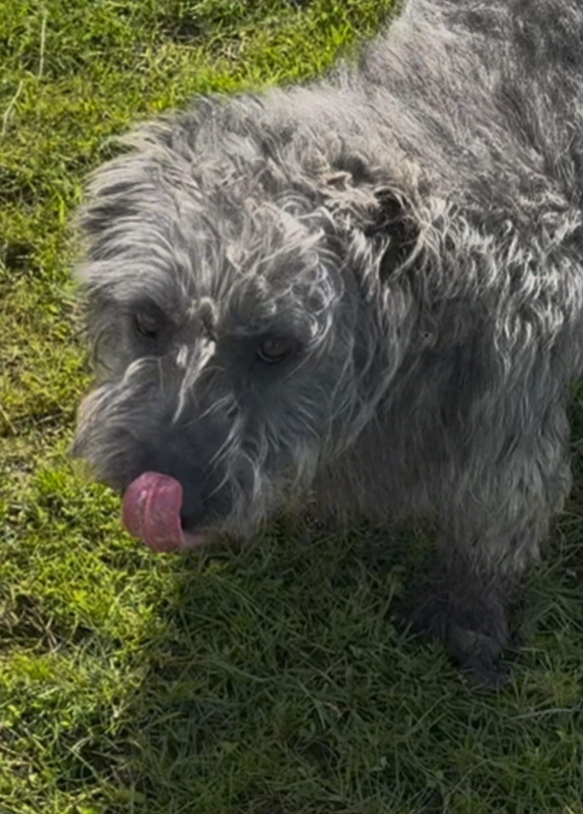 Glen of Imaal Terrier - Crufts Qualified