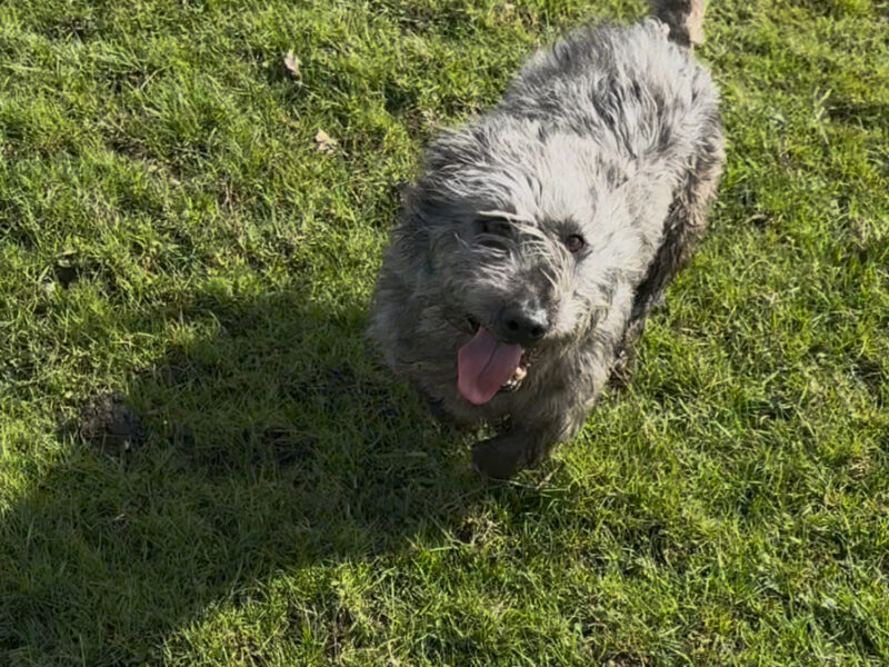 Glen of Imaal Terrier - Crufts Qualified