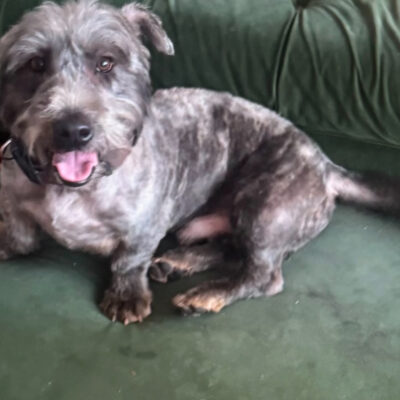 Glen of Imaal Terrier - Crufts Qualified
