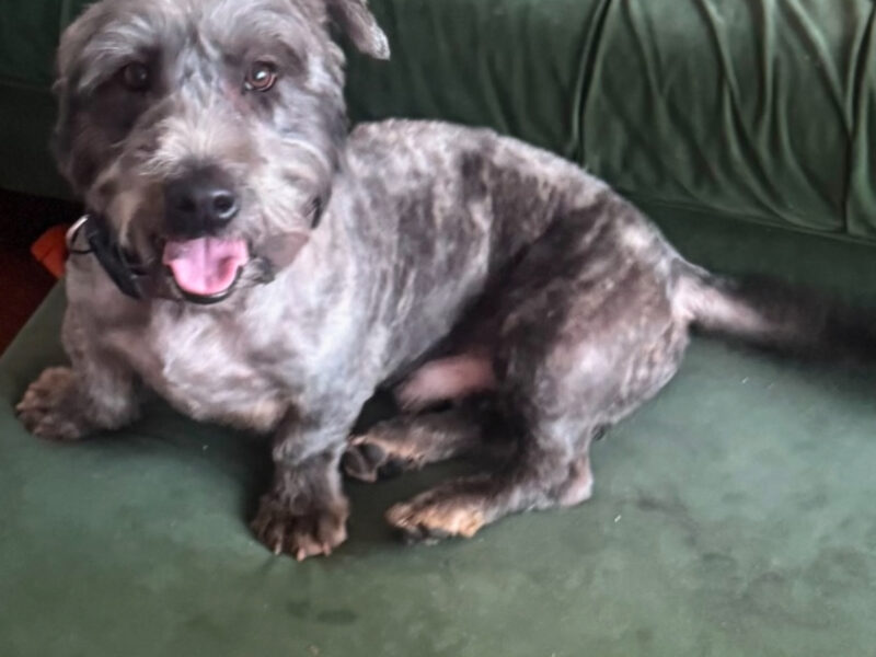 Glen of Imaal Terrier - Crufts Qualified