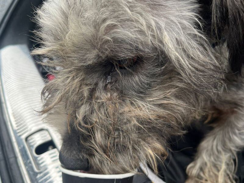 Glen of Imaal Terrier - Crufts Qualified