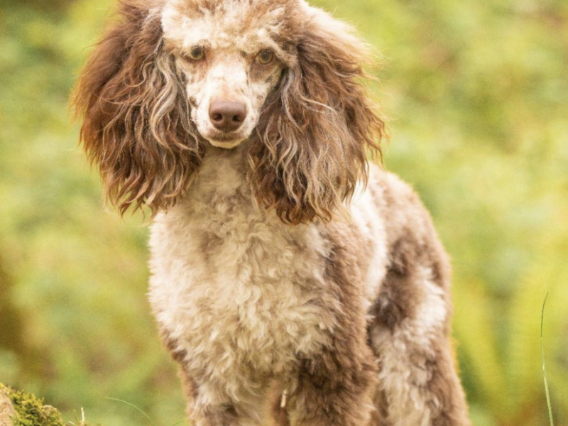 Miniature poodle chocolate Merle
