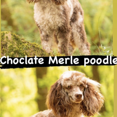 Miniature poodle chocolate Merle