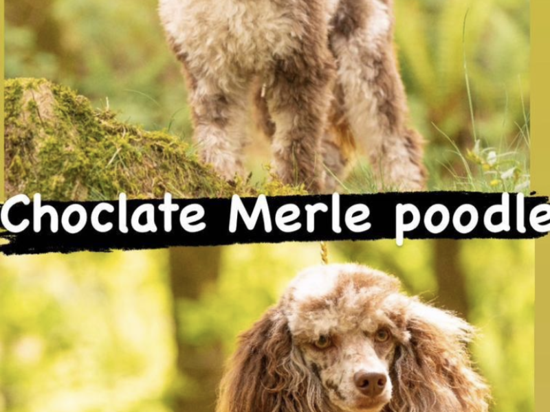 Miniature poodle chocolate Merle