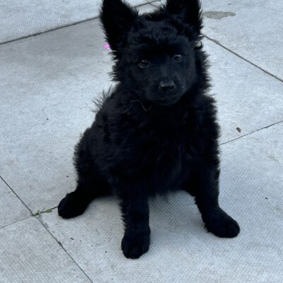 KC Hungarian Mudi puppies