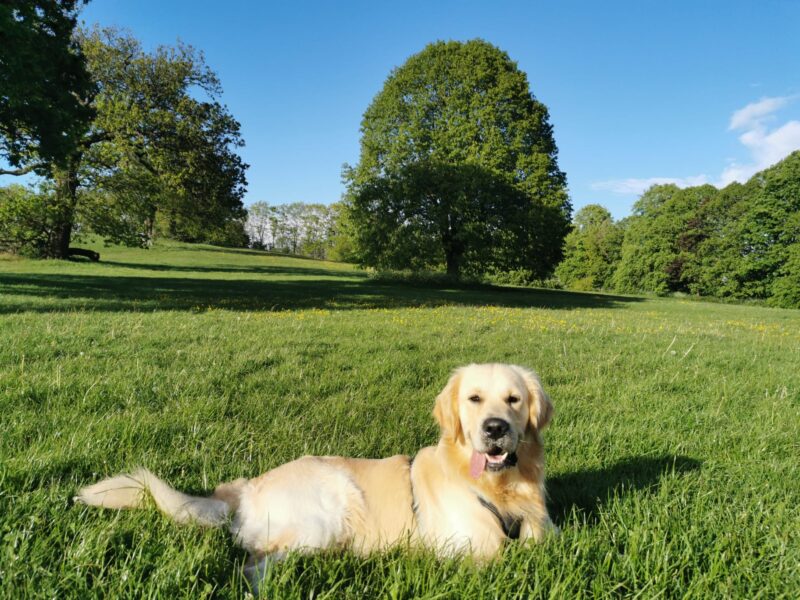 Golden Retriever for stud