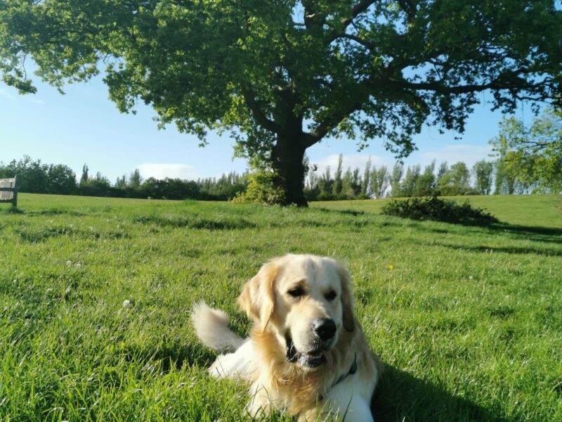 Golden Retriever for stud