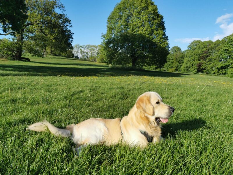 Golden Retriever for stud