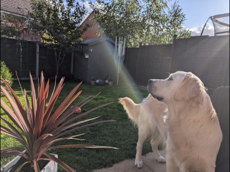 Golden Retriever for stud