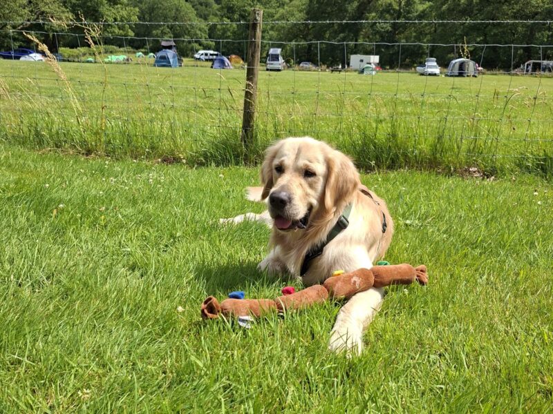Golden Retriever for stud
