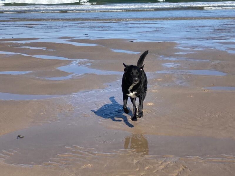 Monty the Labernese