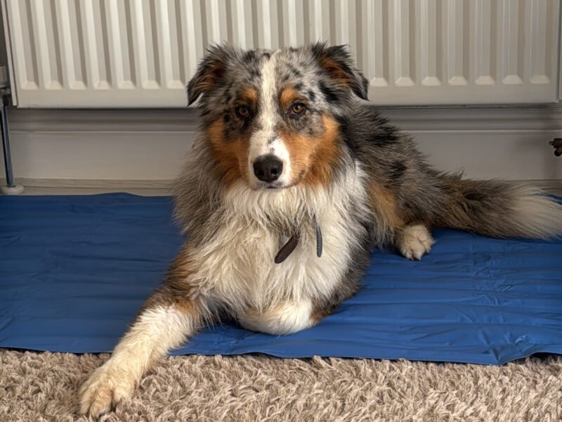 Australian shepherd Stud