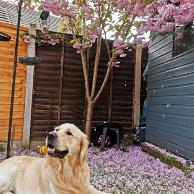 Golden Retriever for stud
